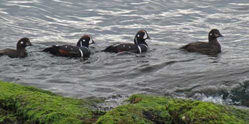  Sachuest Point National Wildlife Refuge - Photo Credit US Fish & Wildlife Service