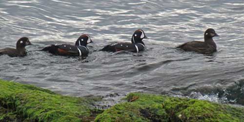  Sachuest Point National Wildlife Refuge-credit-US Fish & Wildlife Service