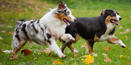 Dog Parks in Rhode Island - Photo Credit Shutterstock