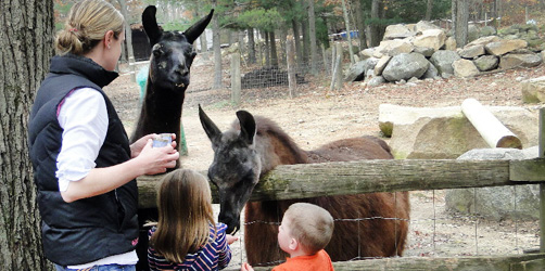 chepachet farm in RI