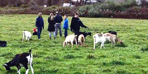 goat hikes at simmons farm in midletown ri