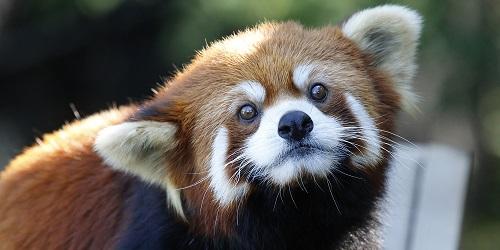 Red Panda Grin - Roger Williams Park Zoo - Providence, RI