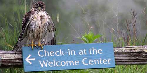 Guide Hawk - Norman Bird Sanctuary - Middletown, RI