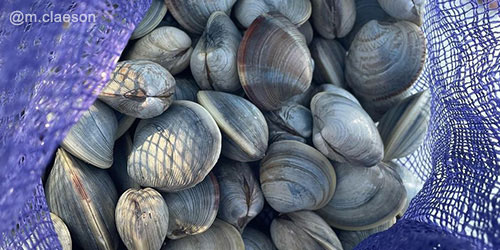 Shellfishing - Block Island Ferry - Narragansett, RI - Photo Credit M. Claeson