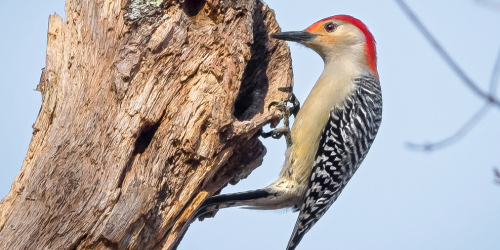 Birding for Beginners